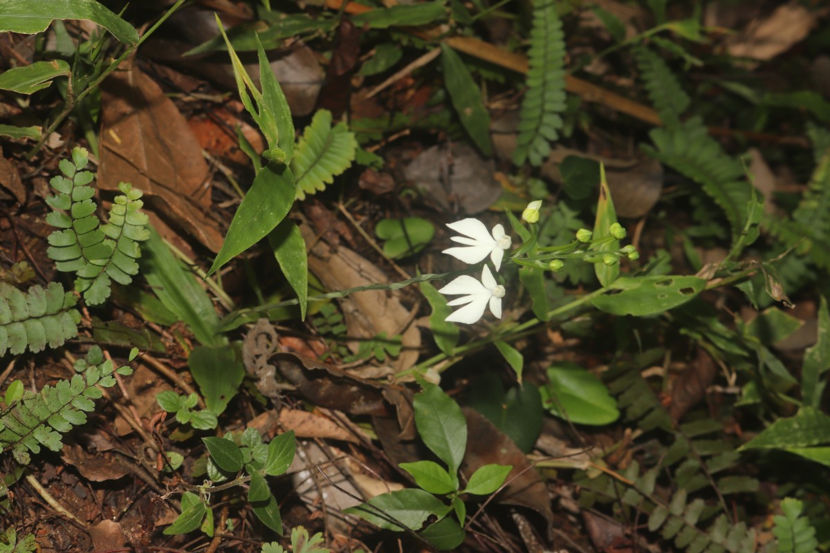 Habenaria plantaginea Lindl.